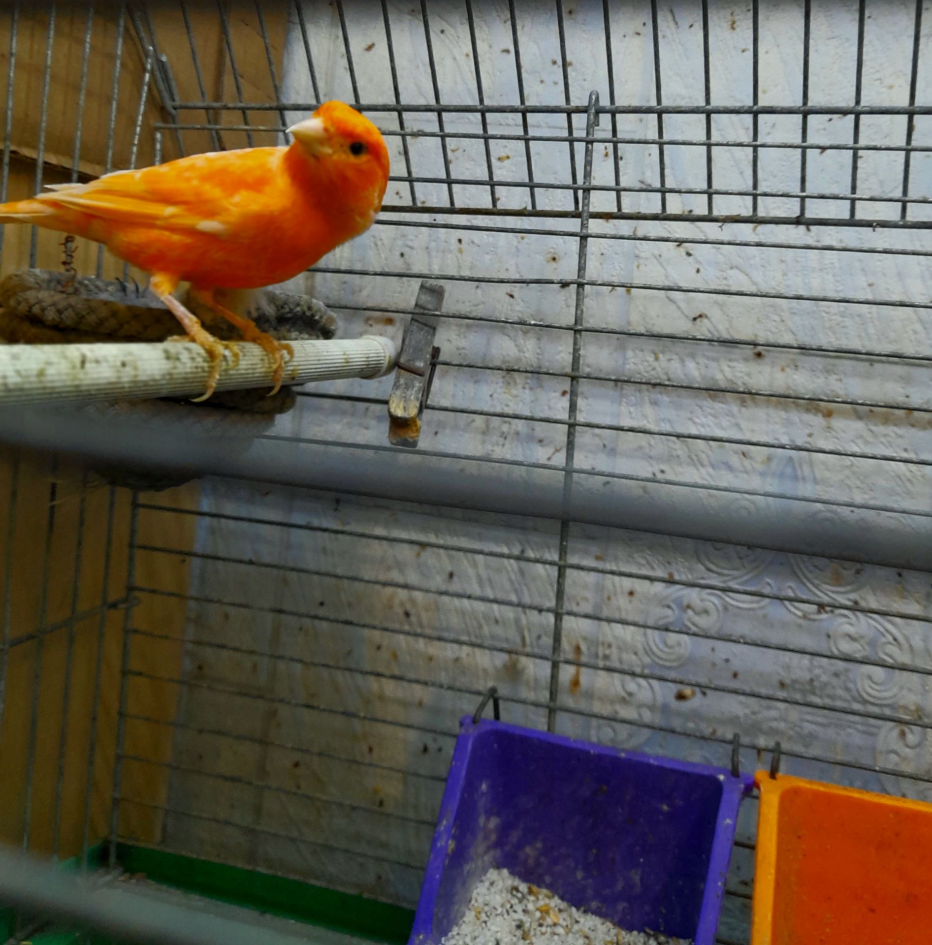 Красный кенар