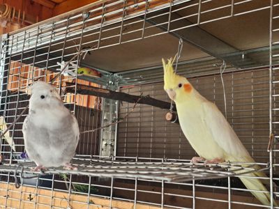 Корела/Сформована пара