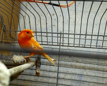 Красный кенар