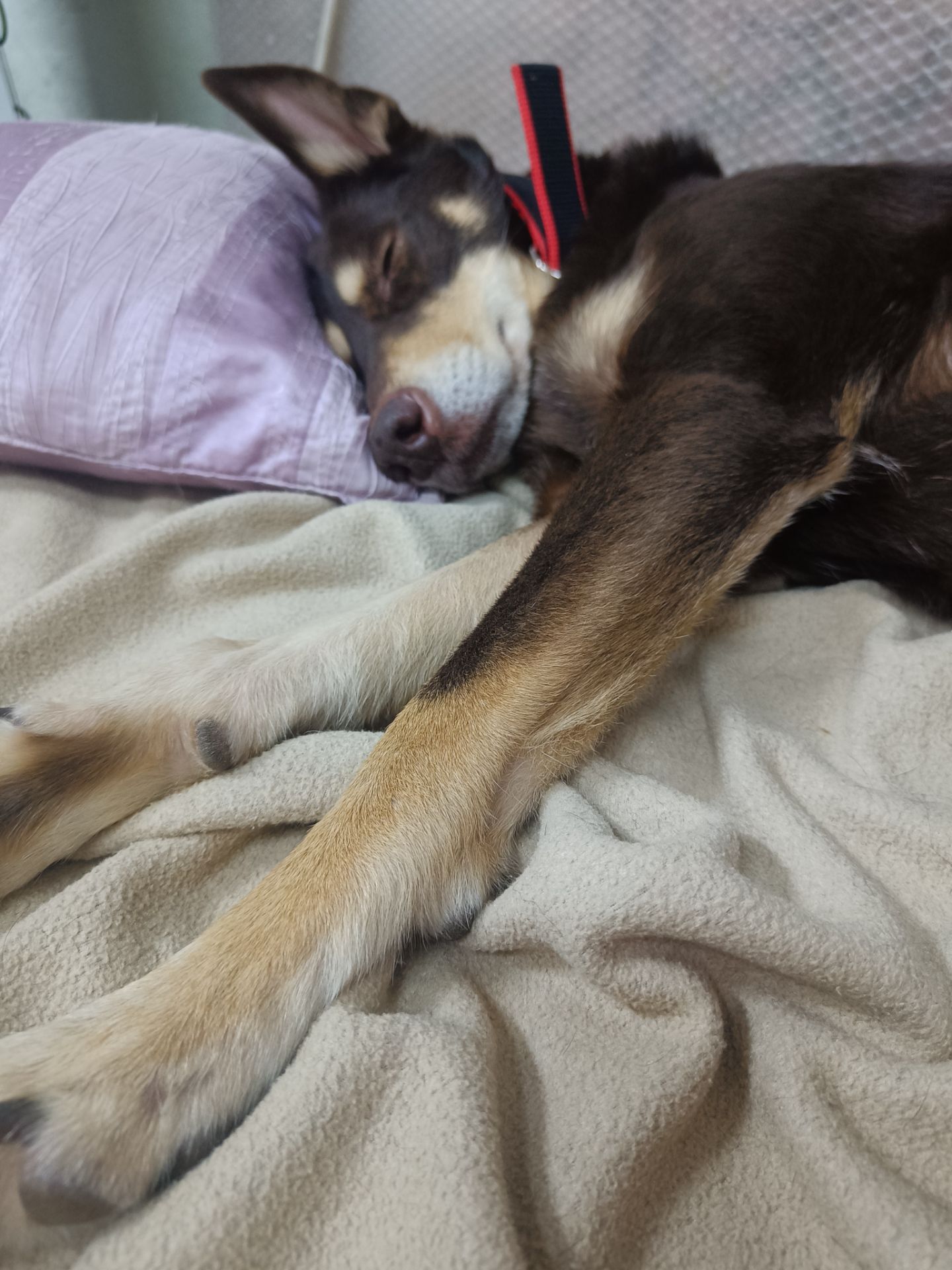 Собачка на трьох лапках але з великим серцем