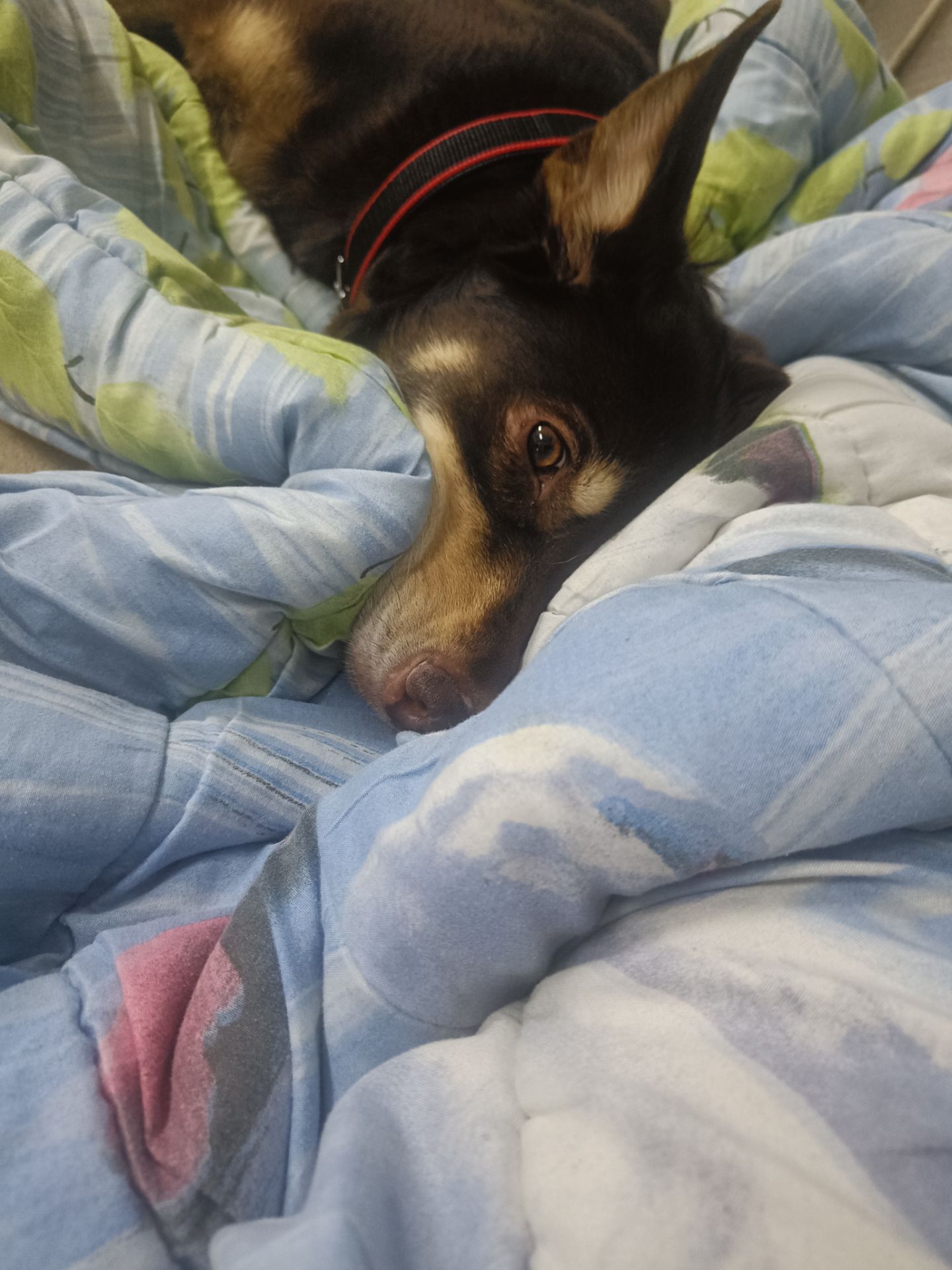 Собачка на трьох лапках але з великим серцем