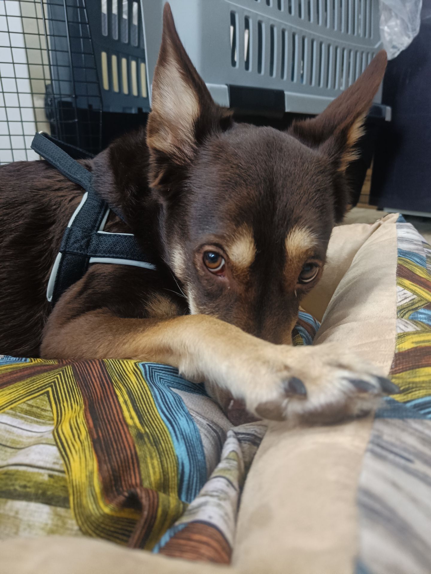 Собачка на трьох лапках але з великим серцем