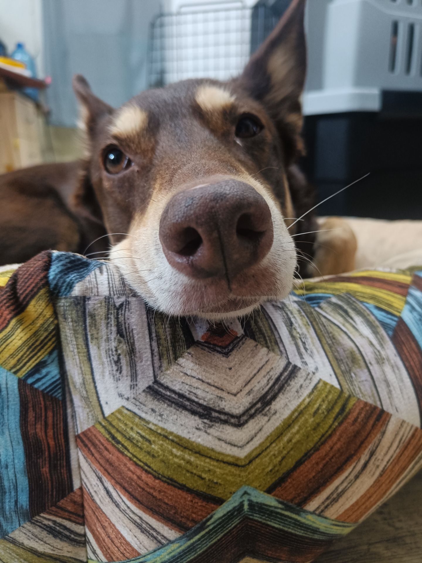 Собачка на трьох лапках але з великим серцем