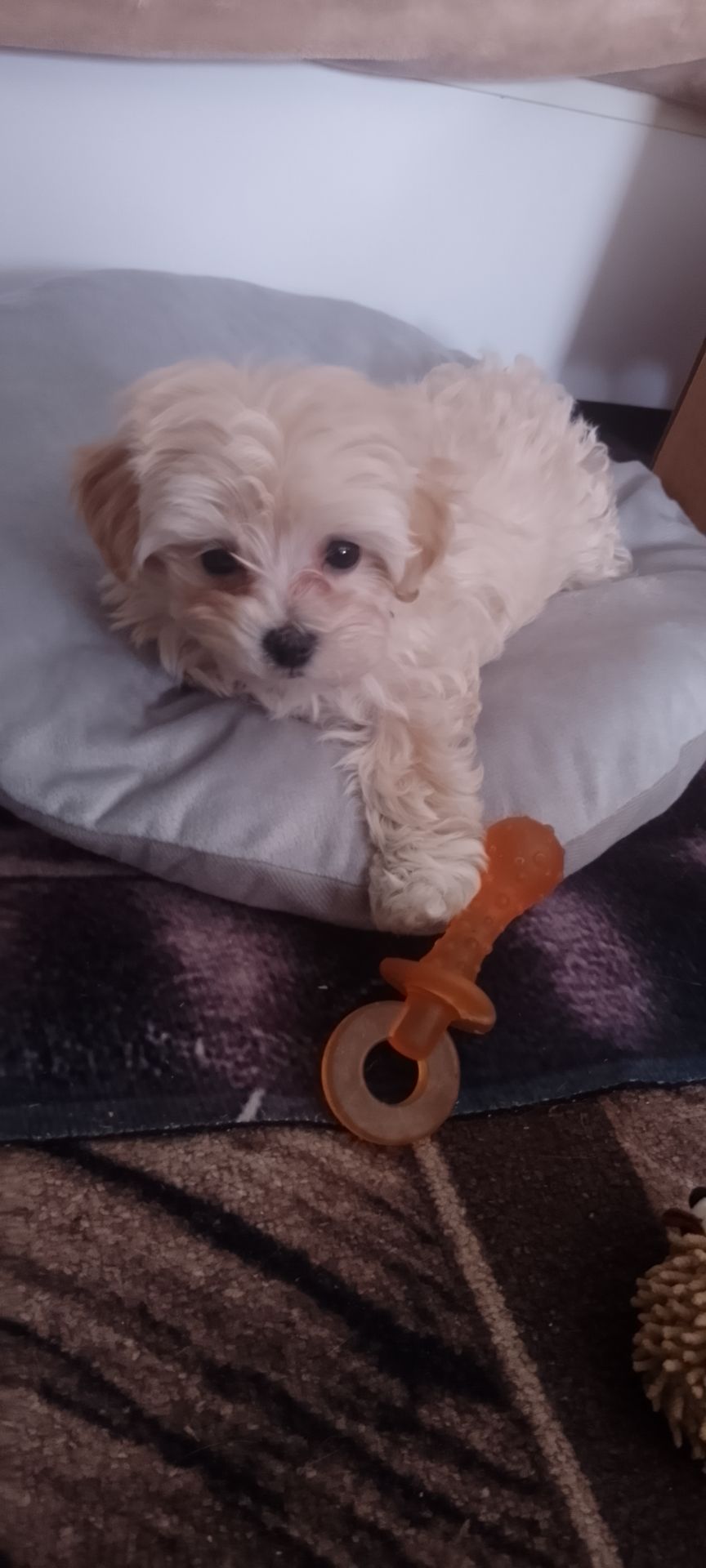 Міні дівчинка мальтіпу