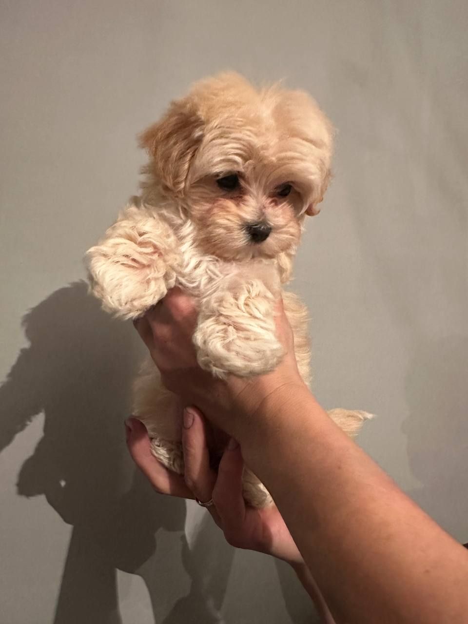 Міні дівчинка мальтіпу