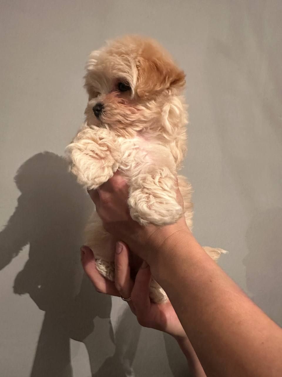 Міні дівчинка мальтіпу