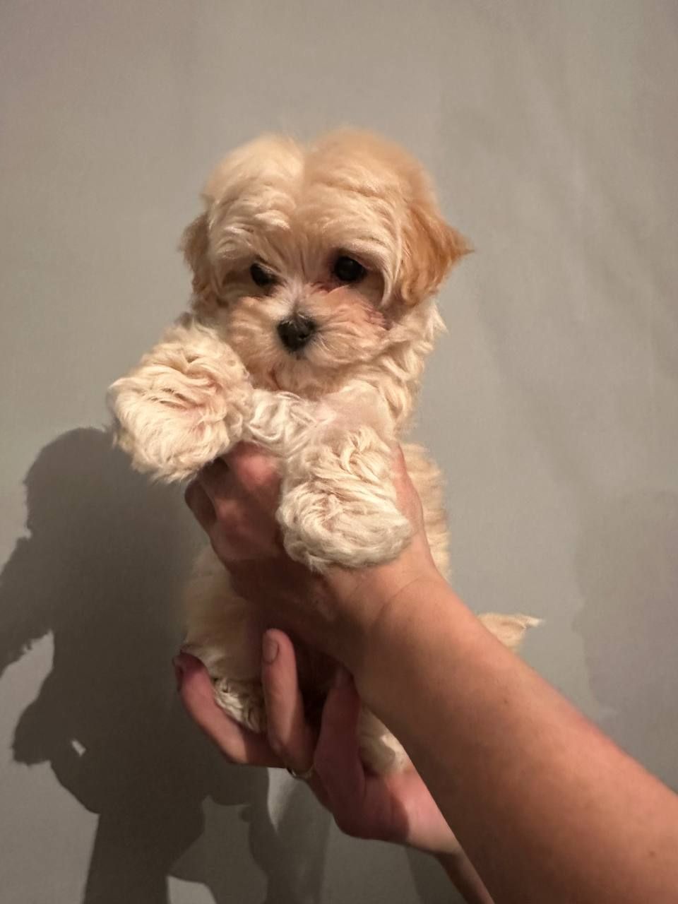 Міні дівчинка мальтіпу