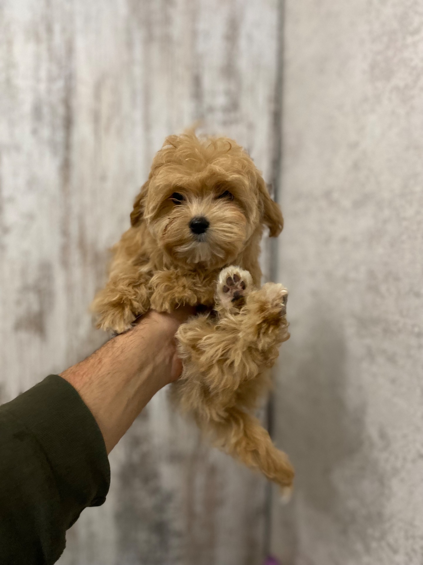 Чудові цуценятка мальтіпу