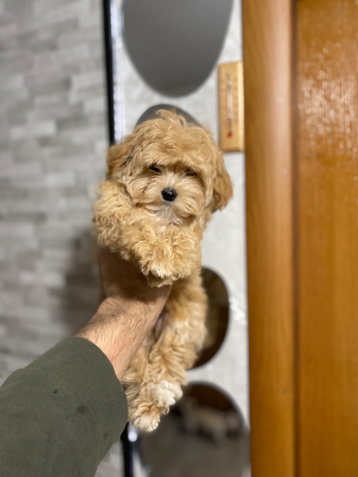 Чудові цуценятка мальтіпу