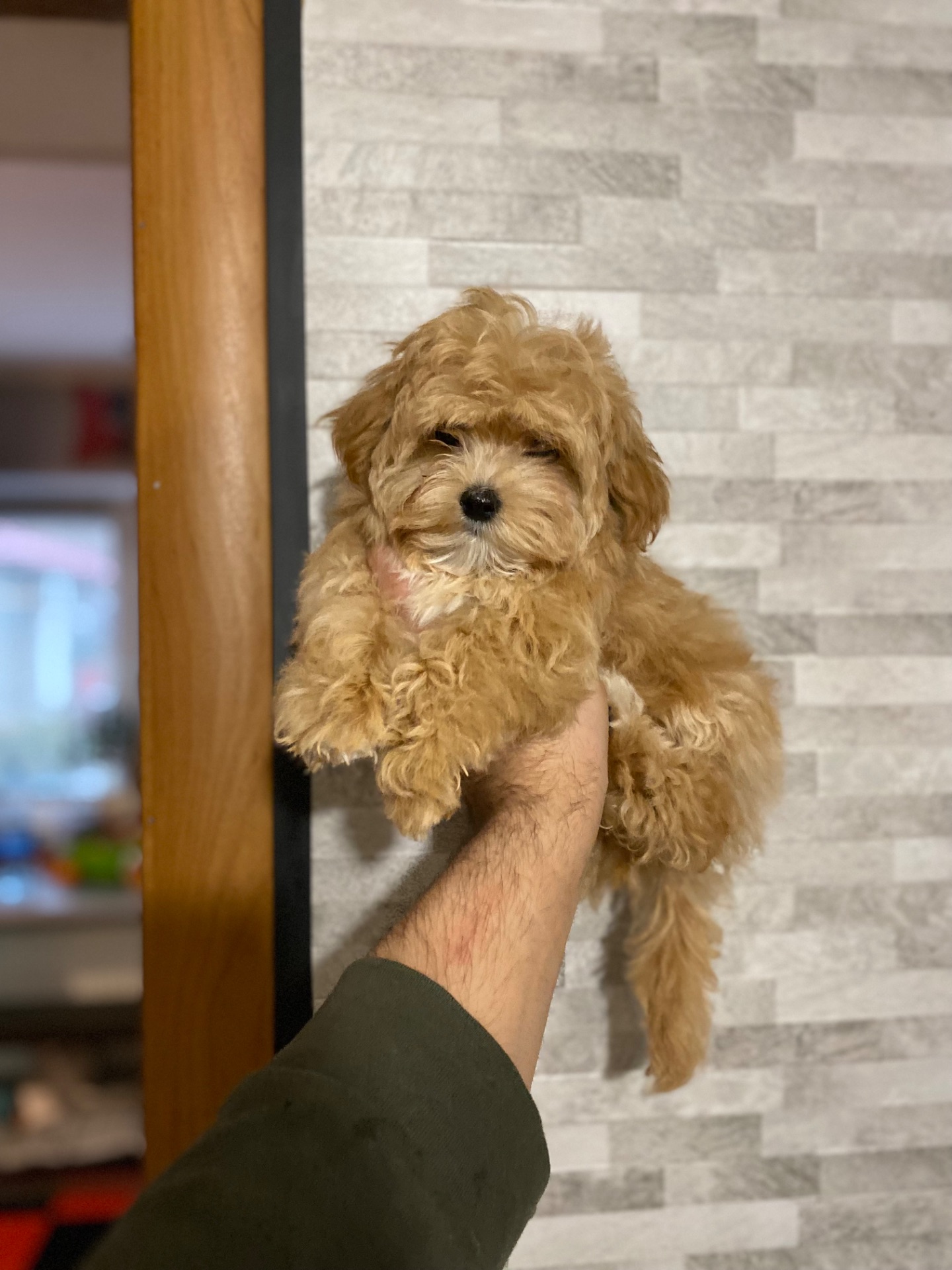 Чудові цуценятка мальтіпу