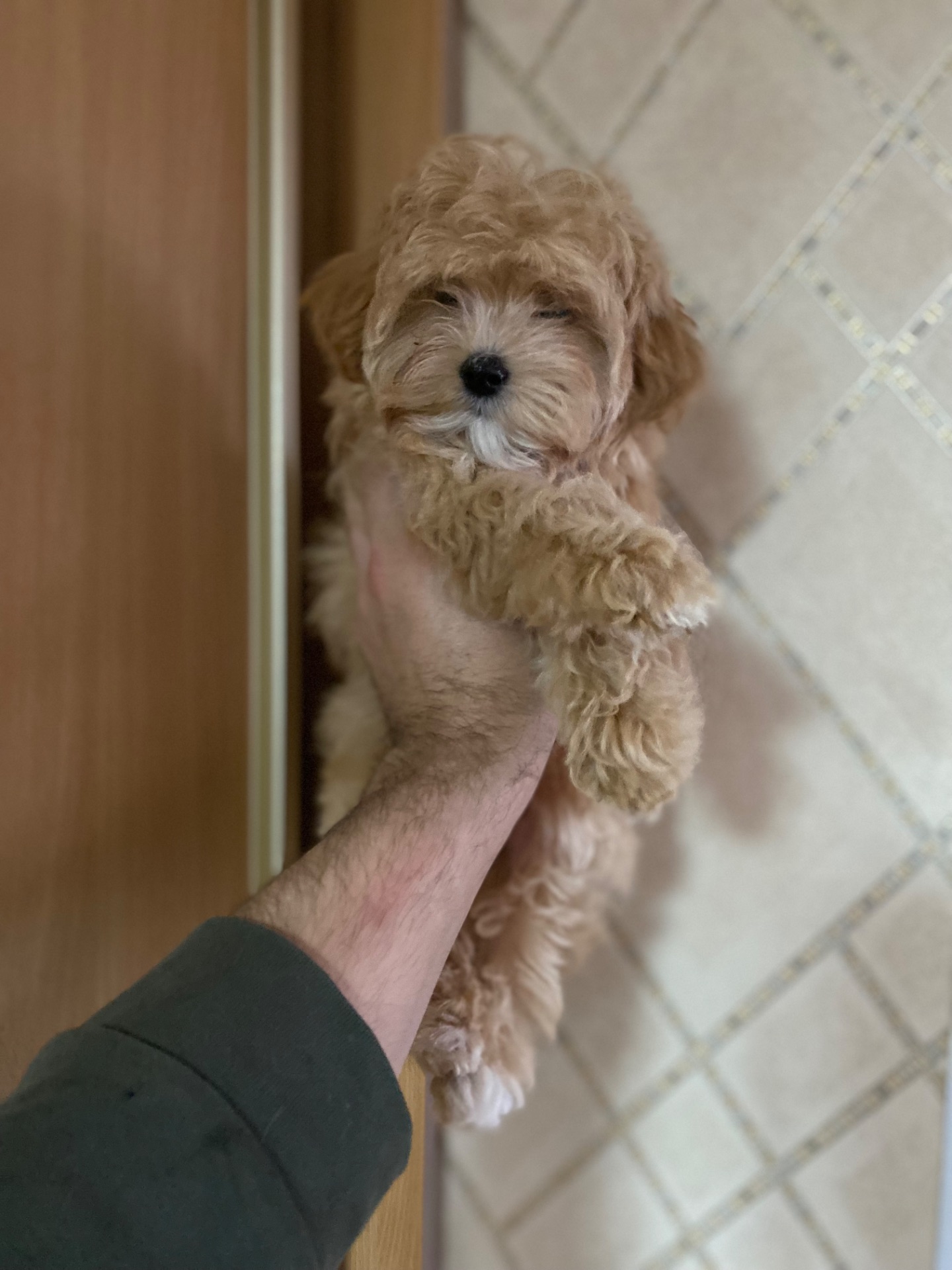 Чудові цуценятка мальтіпу