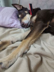 Собачка на трьох лапках але з великим серцем