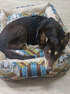 Собачка на трьох лапках але з великим серцем