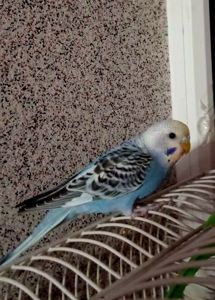 Хвилястий папуга