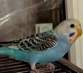 Хвилястий папуга