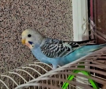 Хвилястий папуга