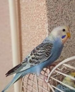 Хвилястий папуга