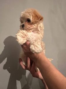 Міні дівчинка мальтіпу