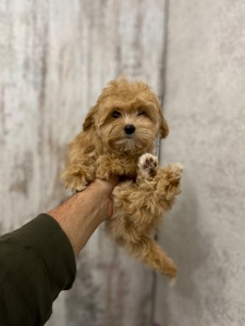 Чудові цуценятка мальтіпу