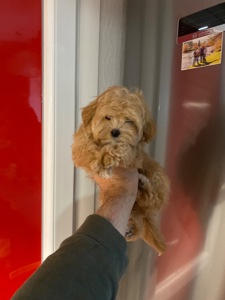 Чудові цуценятка мальтіпу