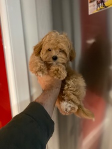 Чудові цуценятка мальтіпу