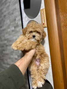 Чудові цуценятка мальтіпу