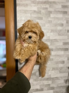 Чудові цуценятка мальтіпу