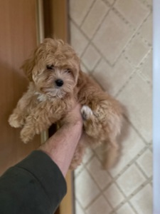 Чудові цуценятка мальтіпу