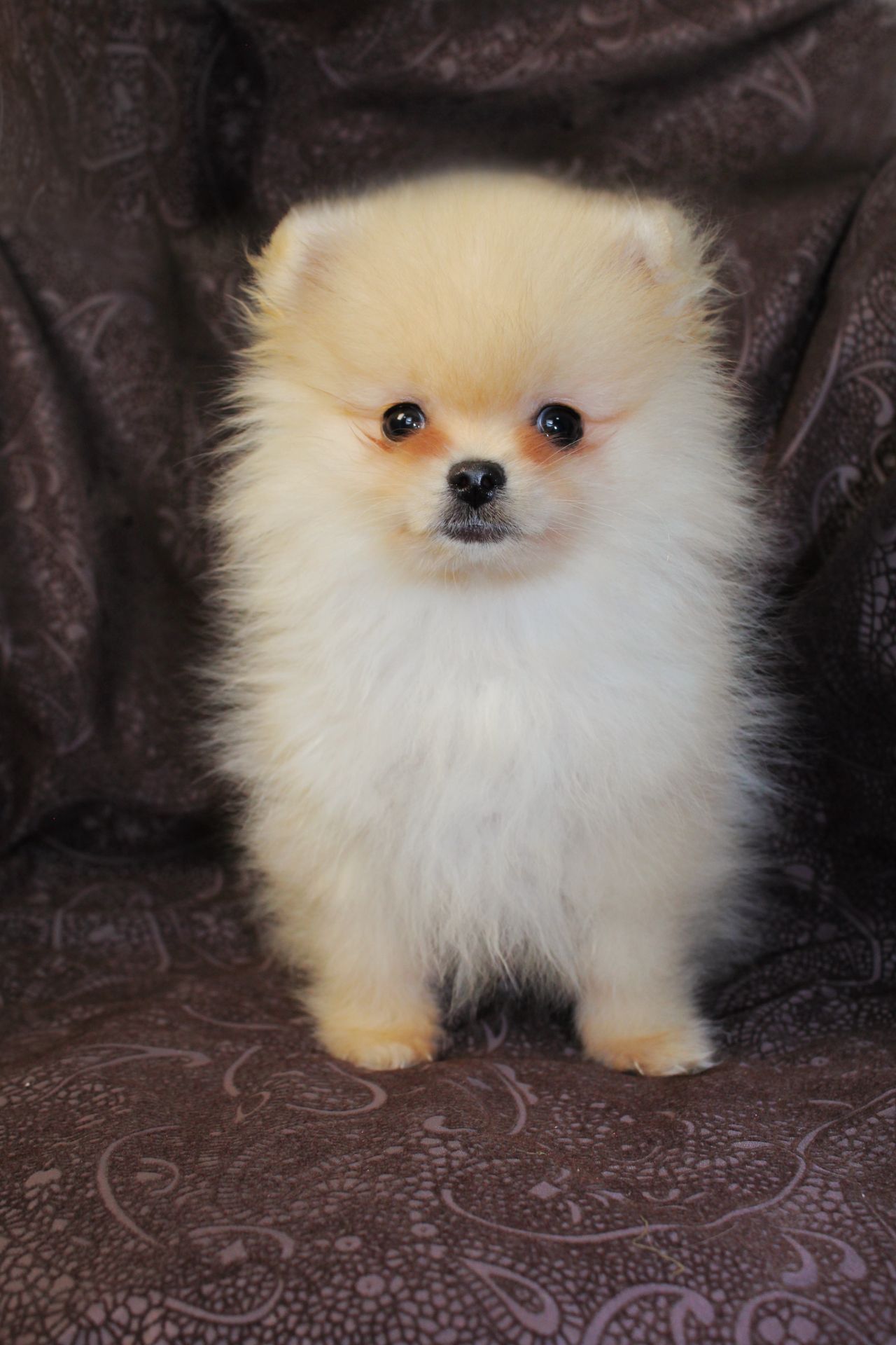 Померанский шпиц мини