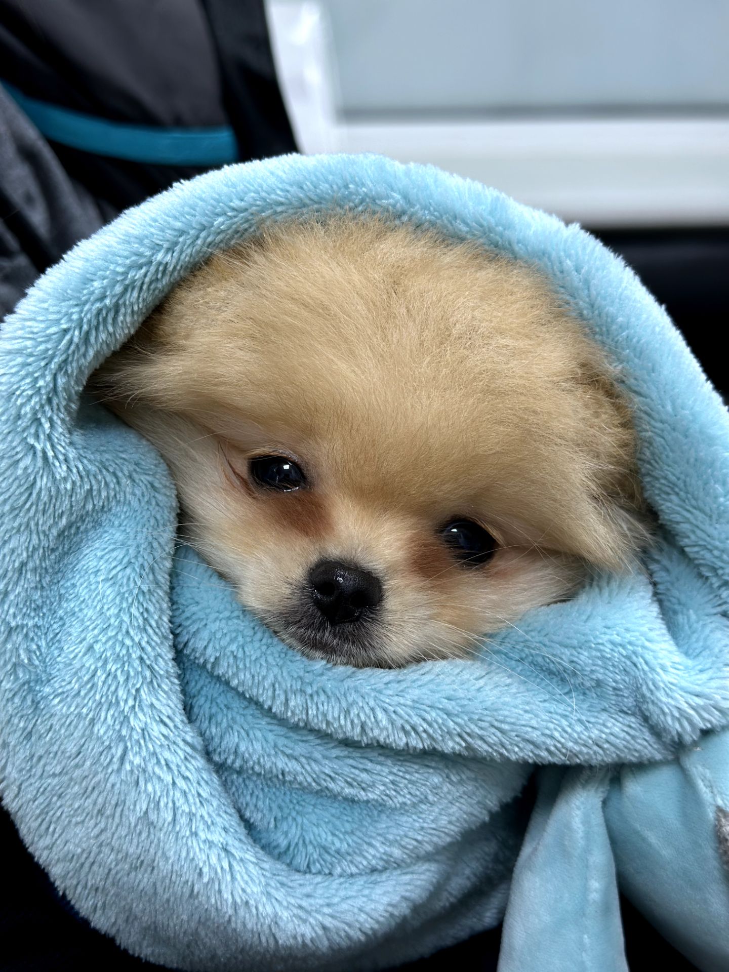 Померанский шпиц мини