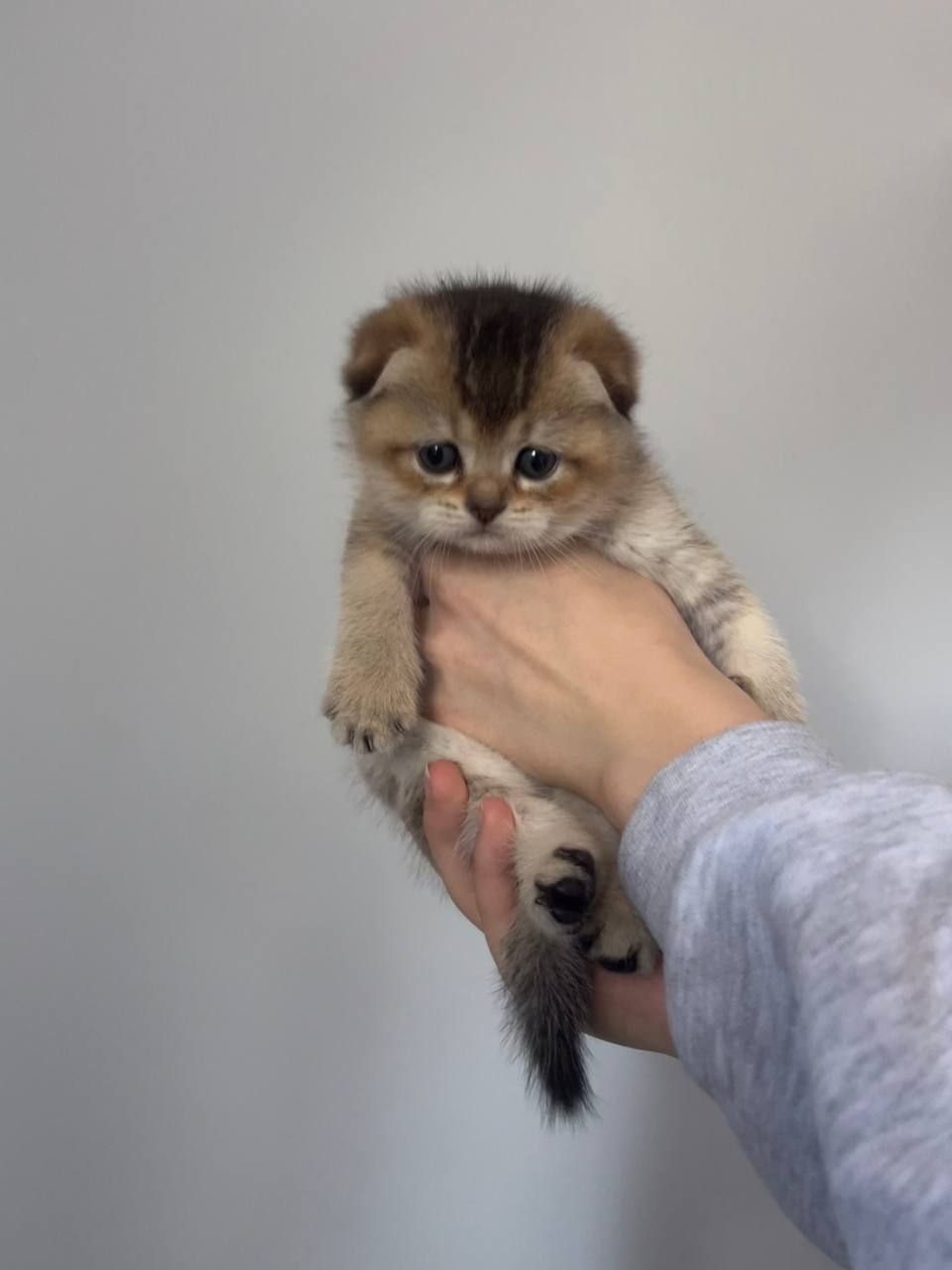 Котята британцы золотые шиншилы