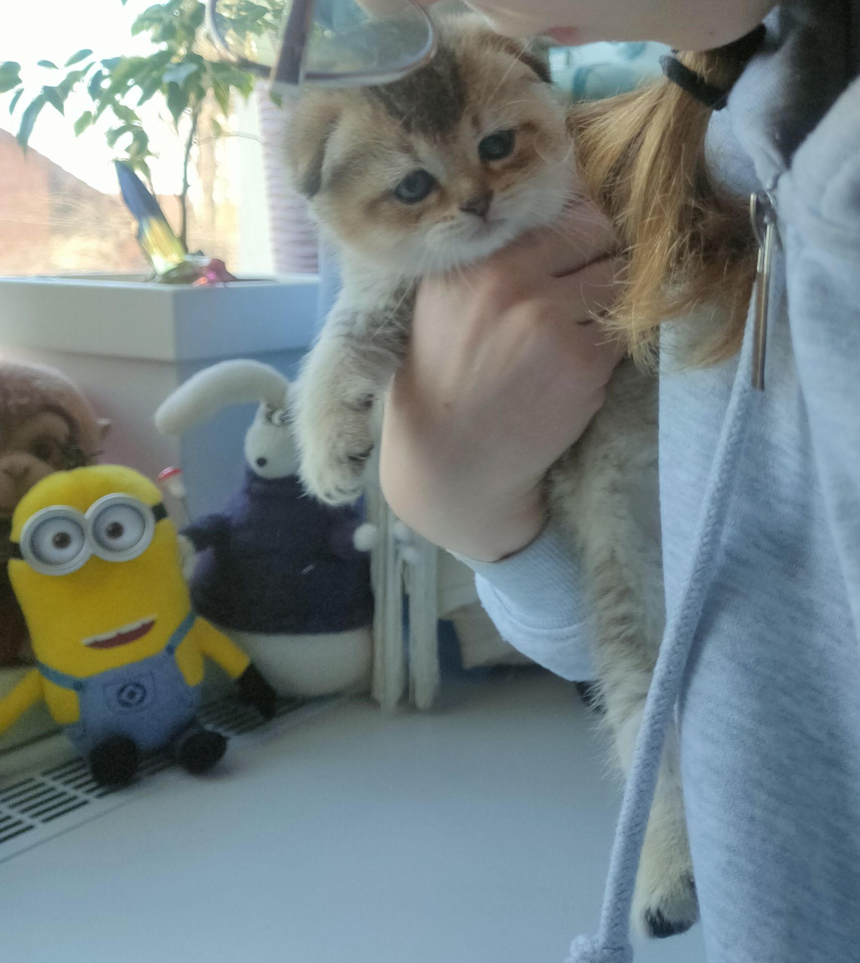 Котята британцы золотые шиншилы