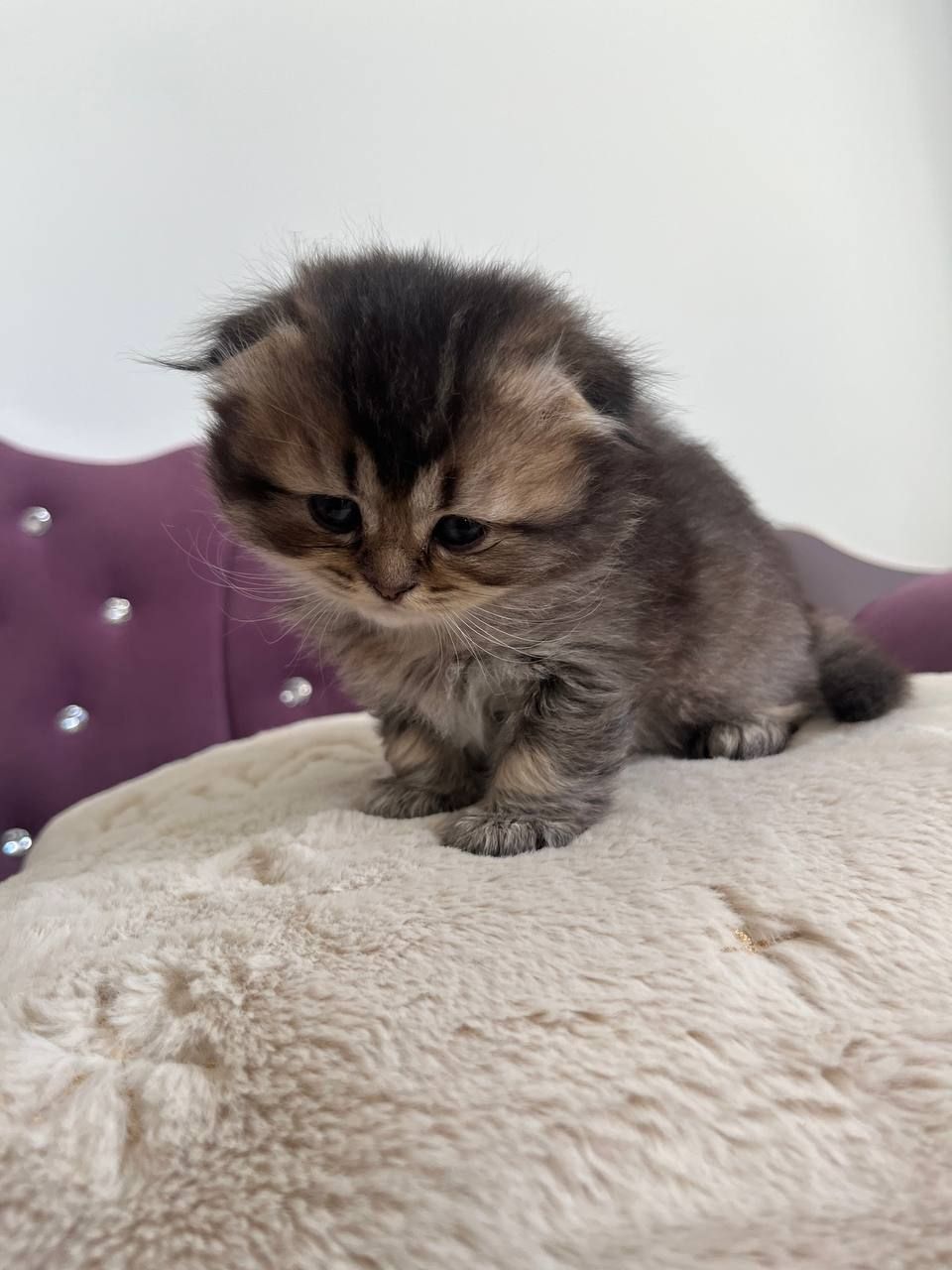 Котята британцы золотые шиншилы