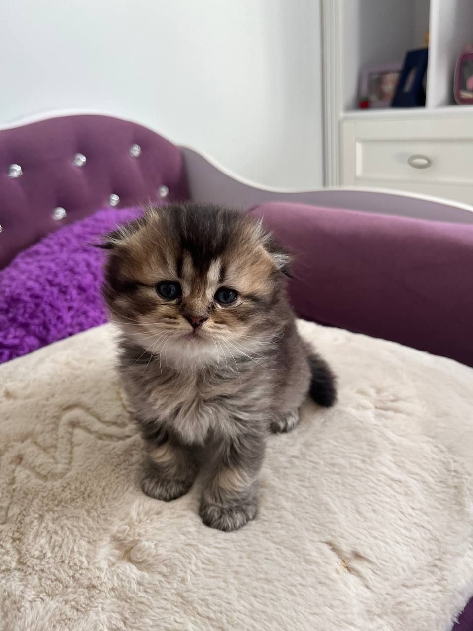 Котята британцы золотые шиншилы