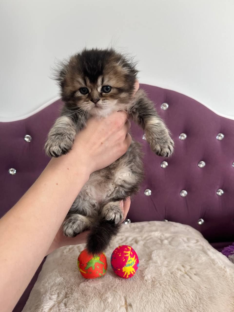 Котята британцы золотые шиншилы