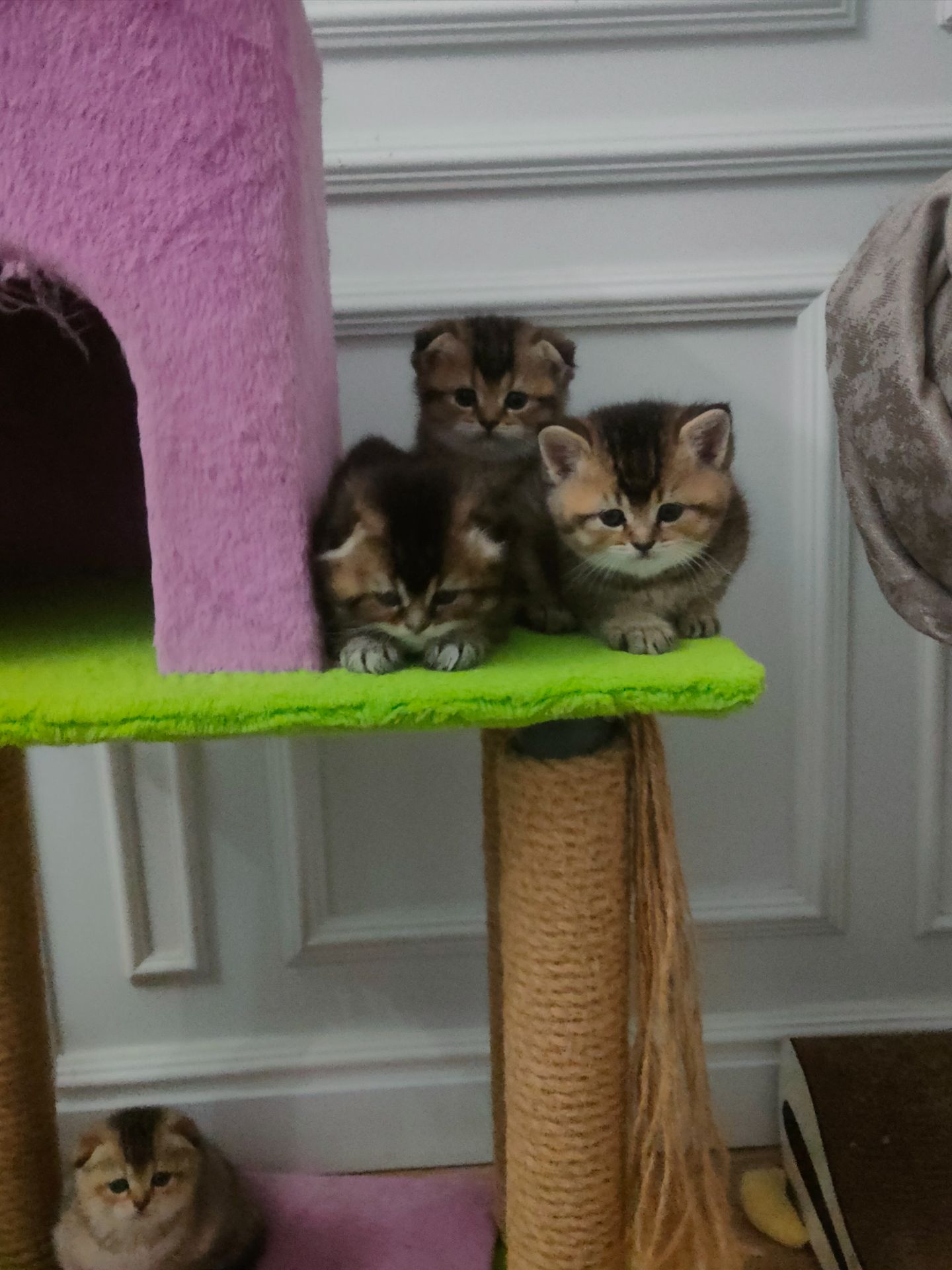 Котята британцы золотые шиншилы