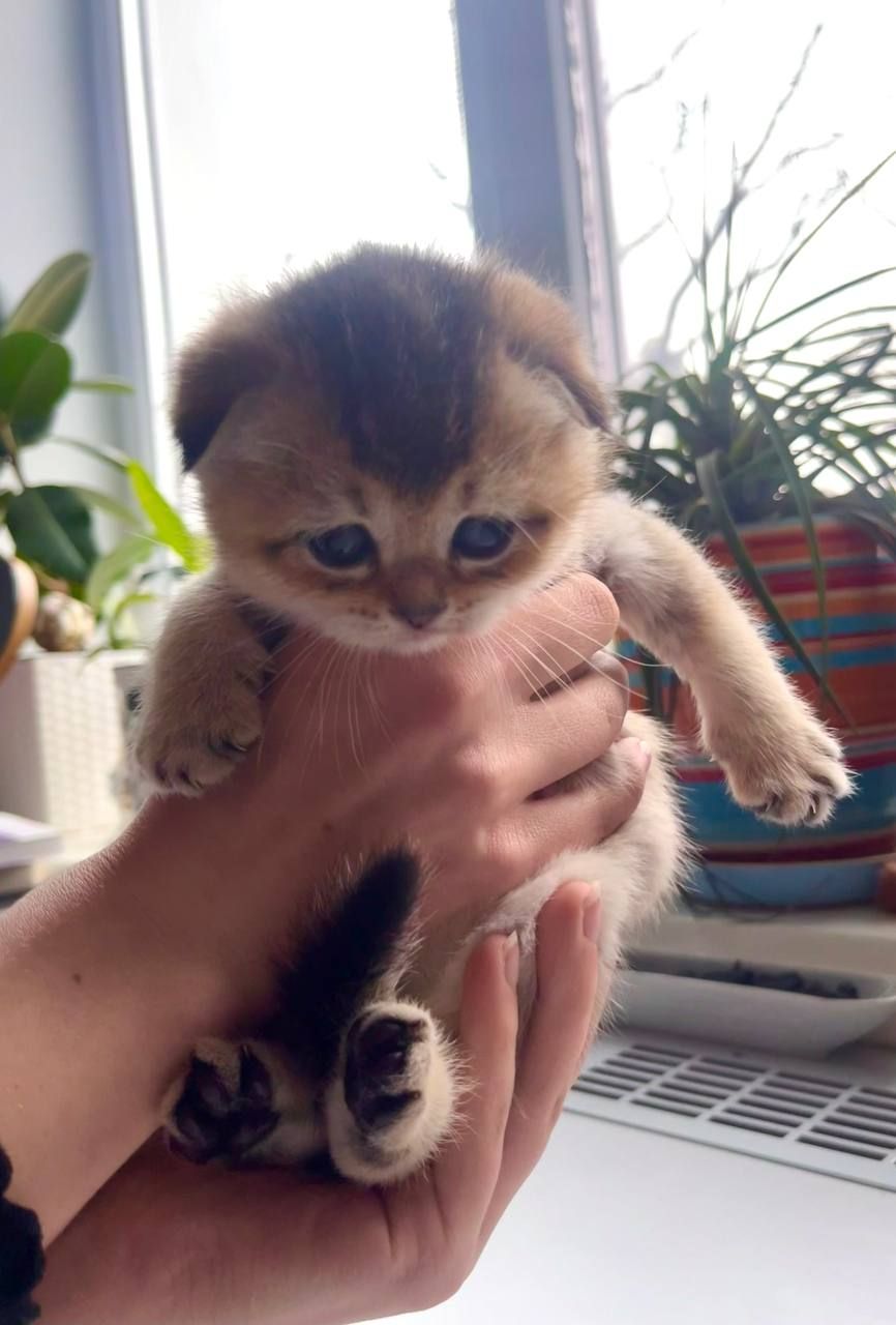 Котята британцы золотые шиншилы
