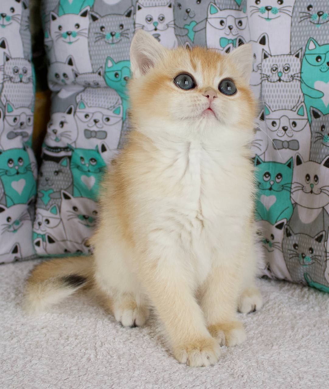 Золота шиншила