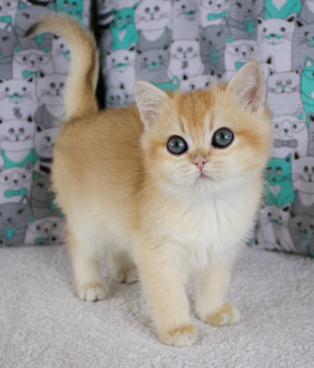 Золота шиншила