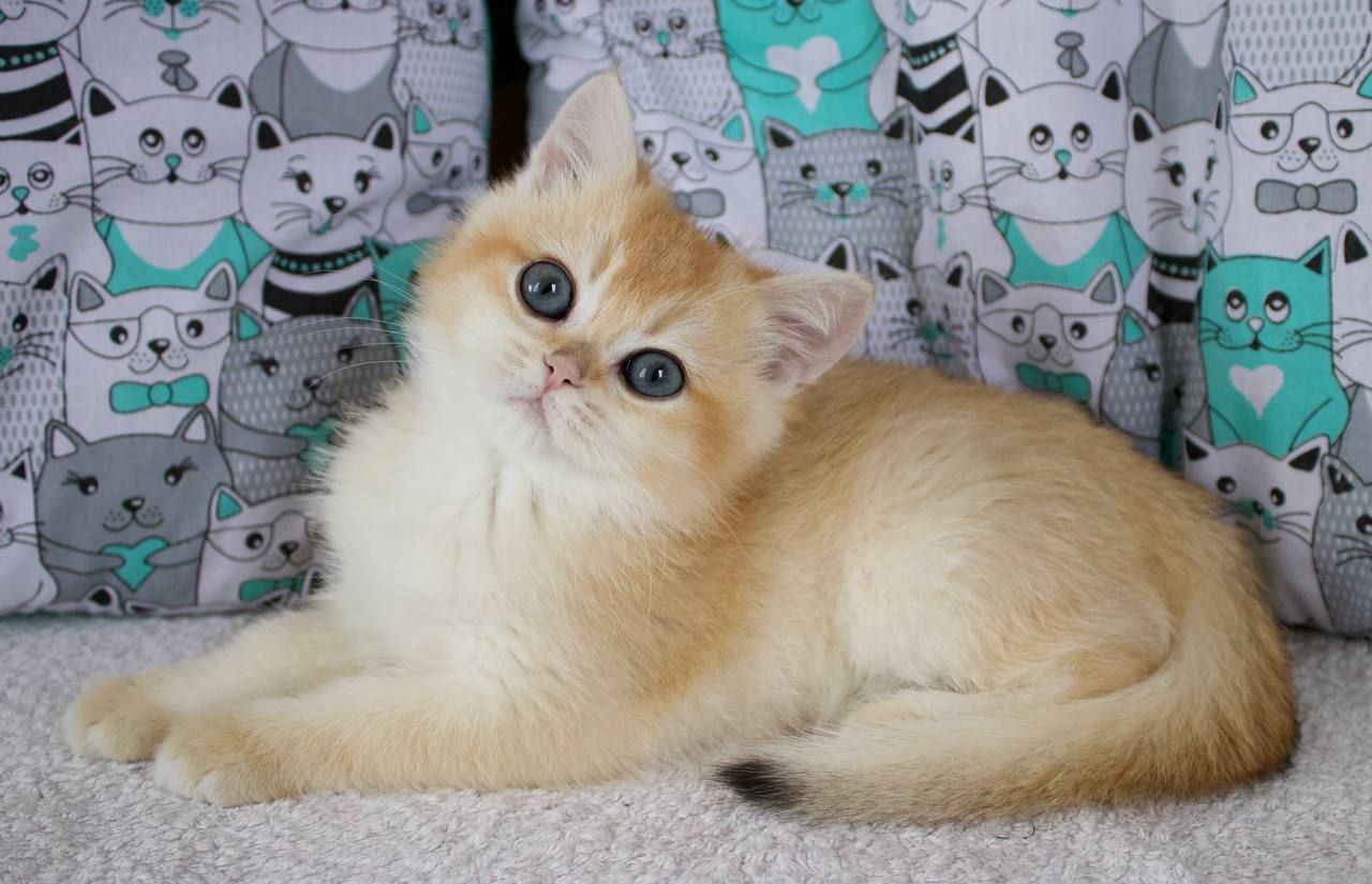 Золота шиншила