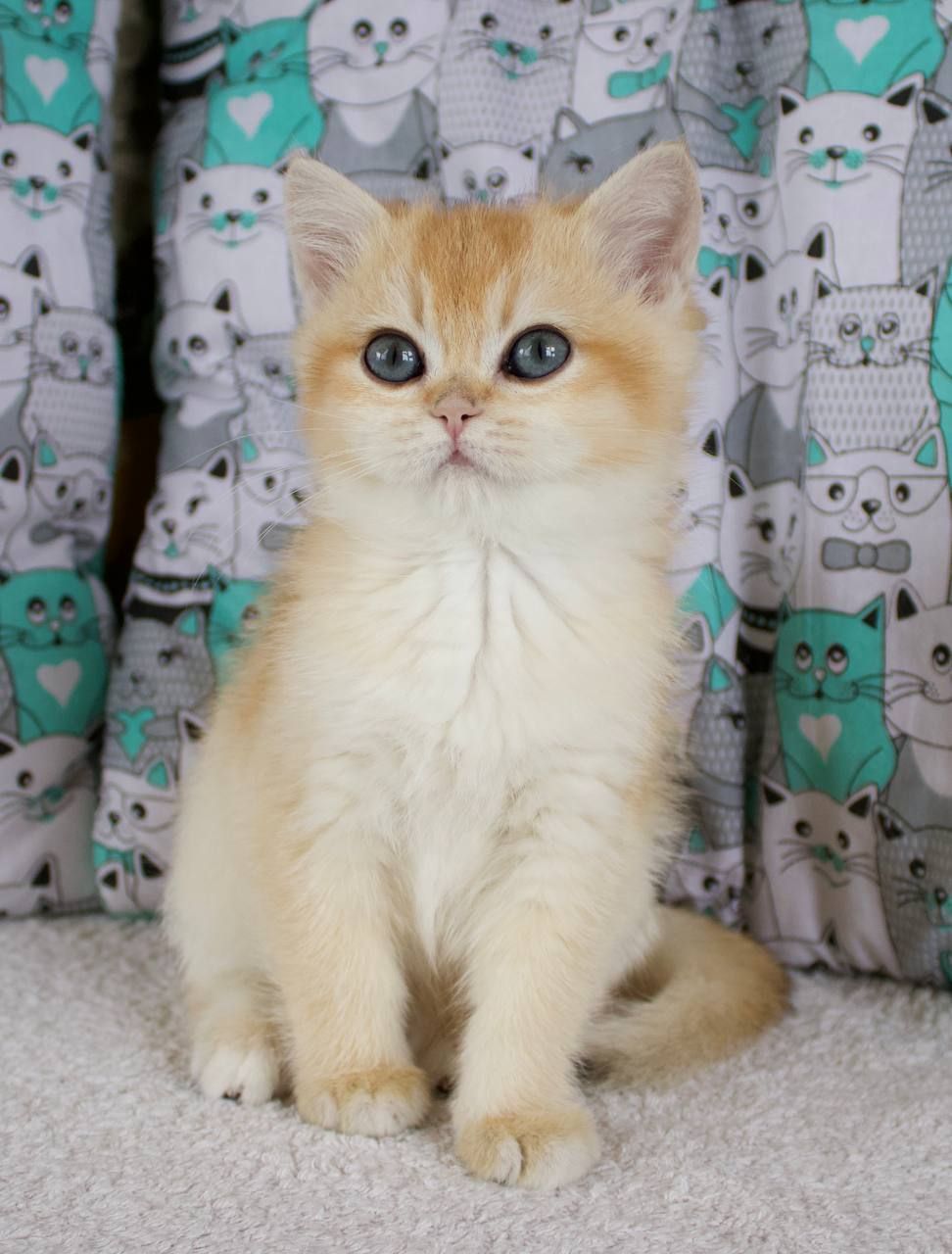 Золота шиншила