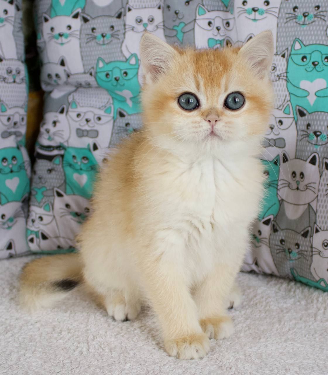 Золота шиншила