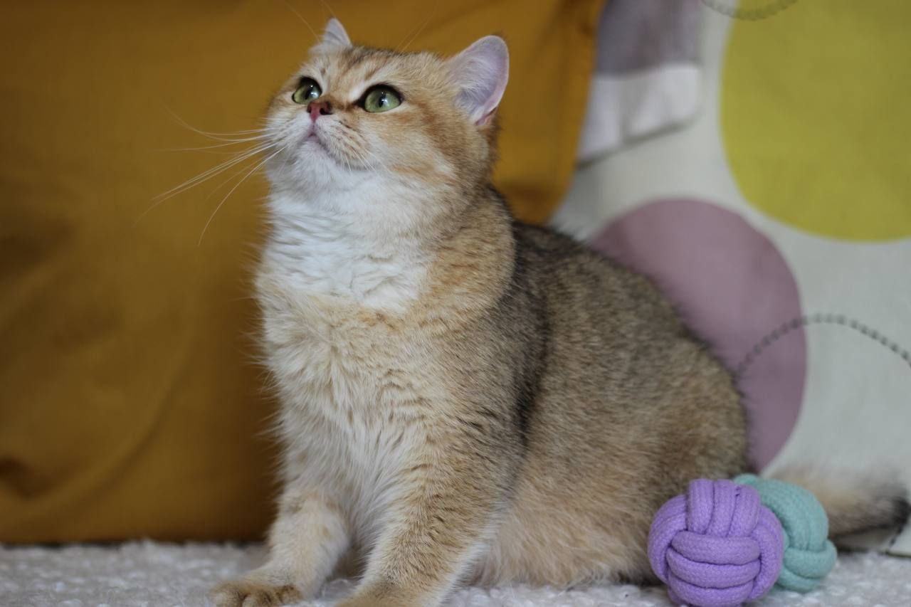 Кішка Шиншила