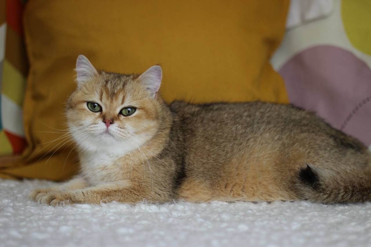 Кішка Шиншила