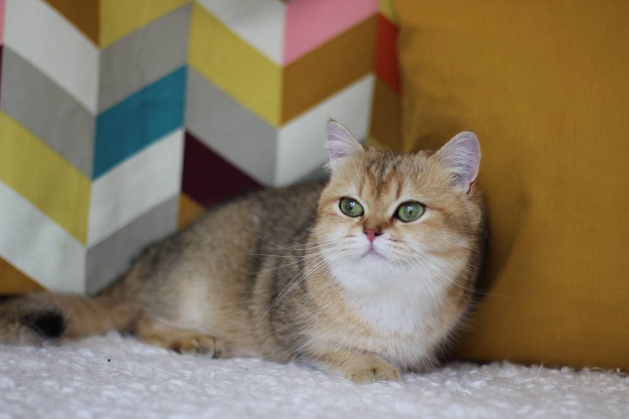 Кішка Шиншила