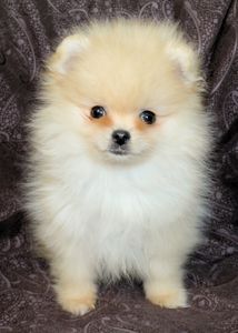 Померанский шпиц мини