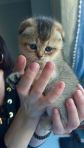 Котята британцы золотые шиншилы