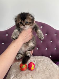 Котята британцы золотые шиншилы