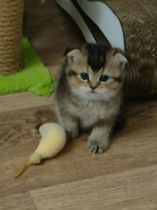Котята британцы золотые шиншилы