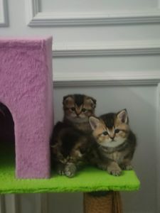 Котята британцы золотые шиншилы